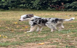 Border Collie perros en venta: Border collie - Imagen 2