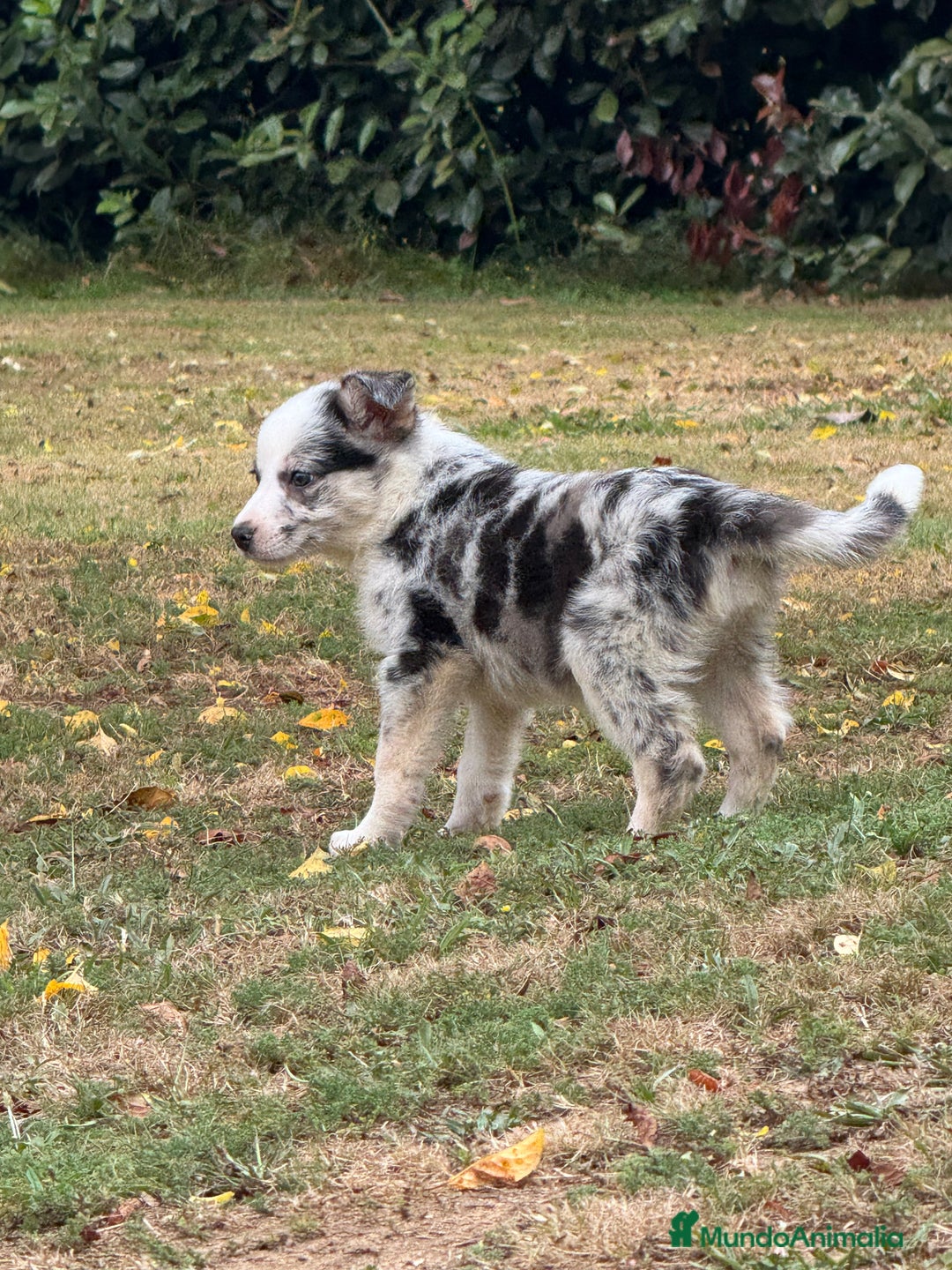 Border Collie perros en venta: Border collie - Imagen 2