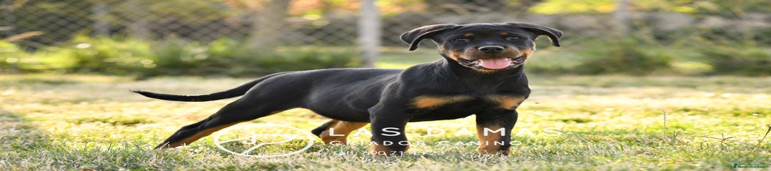 Rottweiler Macho 2