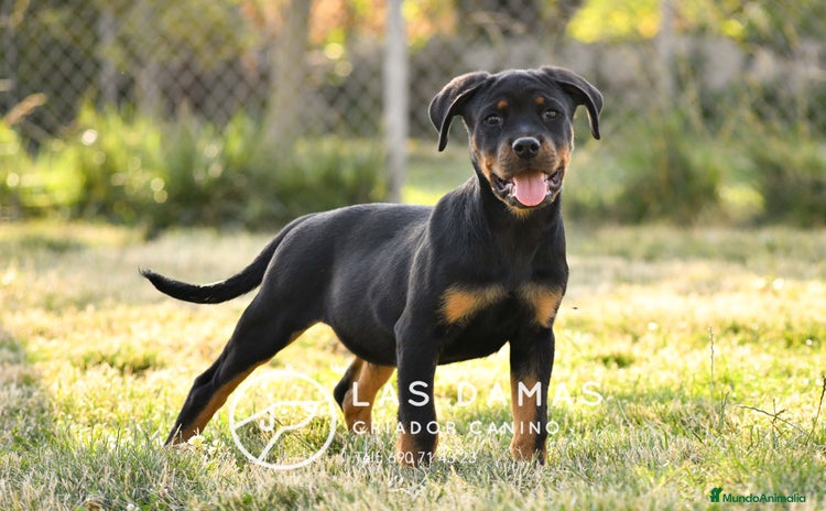 Rottweiler perros en Burgos - Propaganda 1