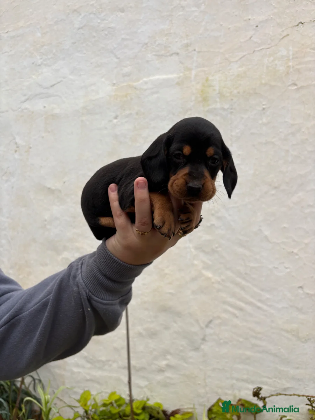 Teckel perros en venta: Teckels Kaninchen  - Anuncio 2