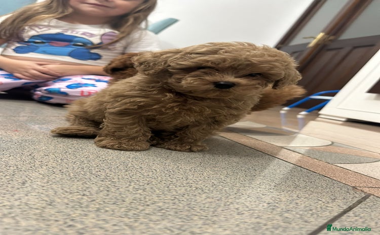 Caniche Toy perros - Anuncio 11