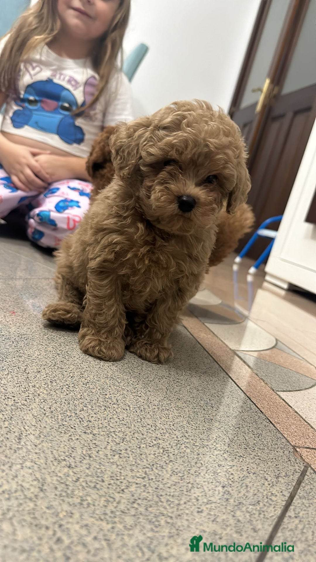 Caniche Toy perros en venta: Caniche Toy rojo macho 75%asiatico - Imagen 1