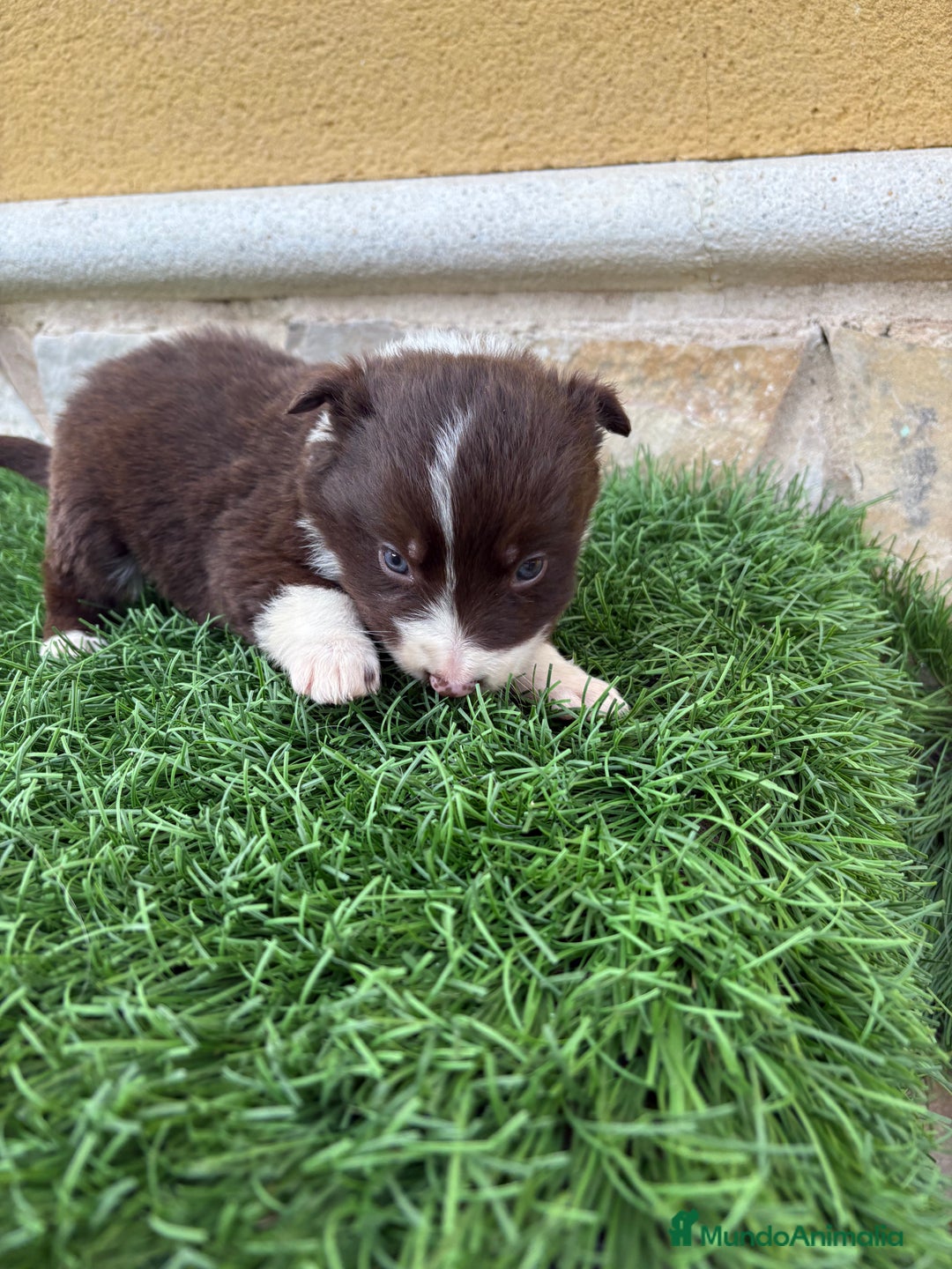Border Collie perros en venta: Hembra chocolate de Border Collie  - Anuncio 15
