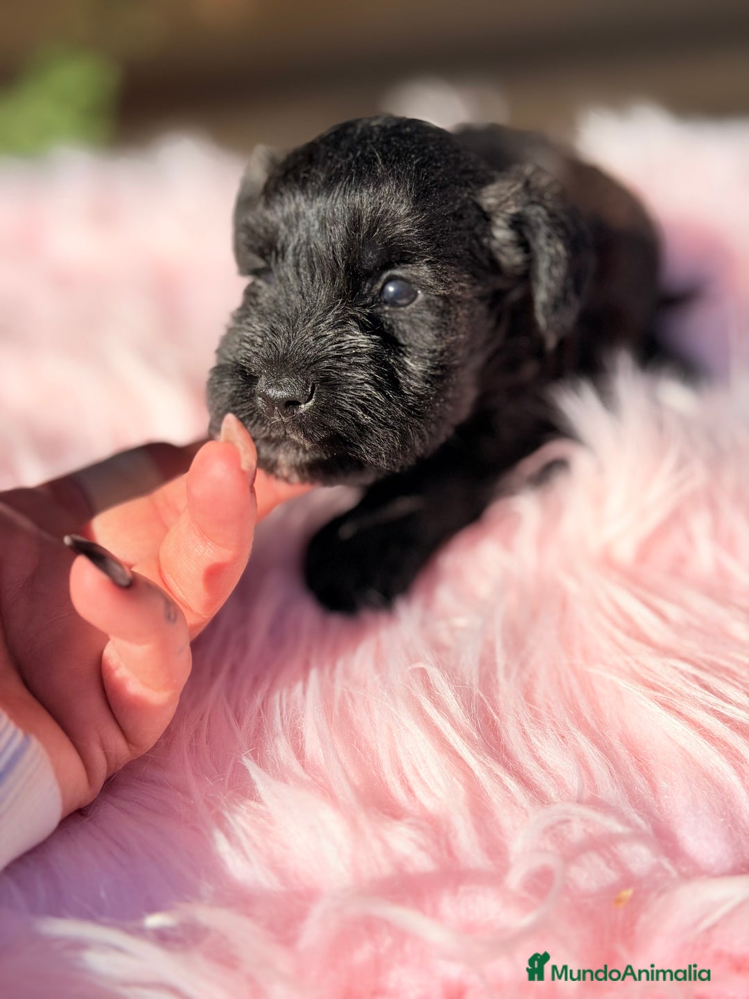 Schnauzer Miniatura perros en venta: Schnauzer mini azabache   - Anuncio 5