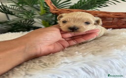 Maltipoo perros en venta: MALTIPOO MACHO - Imagen 29