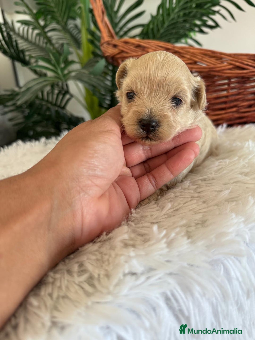 Maltipoo perros en venta: MALTIPOO MACHO - Imagen 29