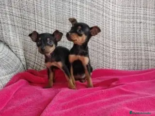 Pinscher Miniatura perros Pincher miniatura en Badajoz - Anuncio 14