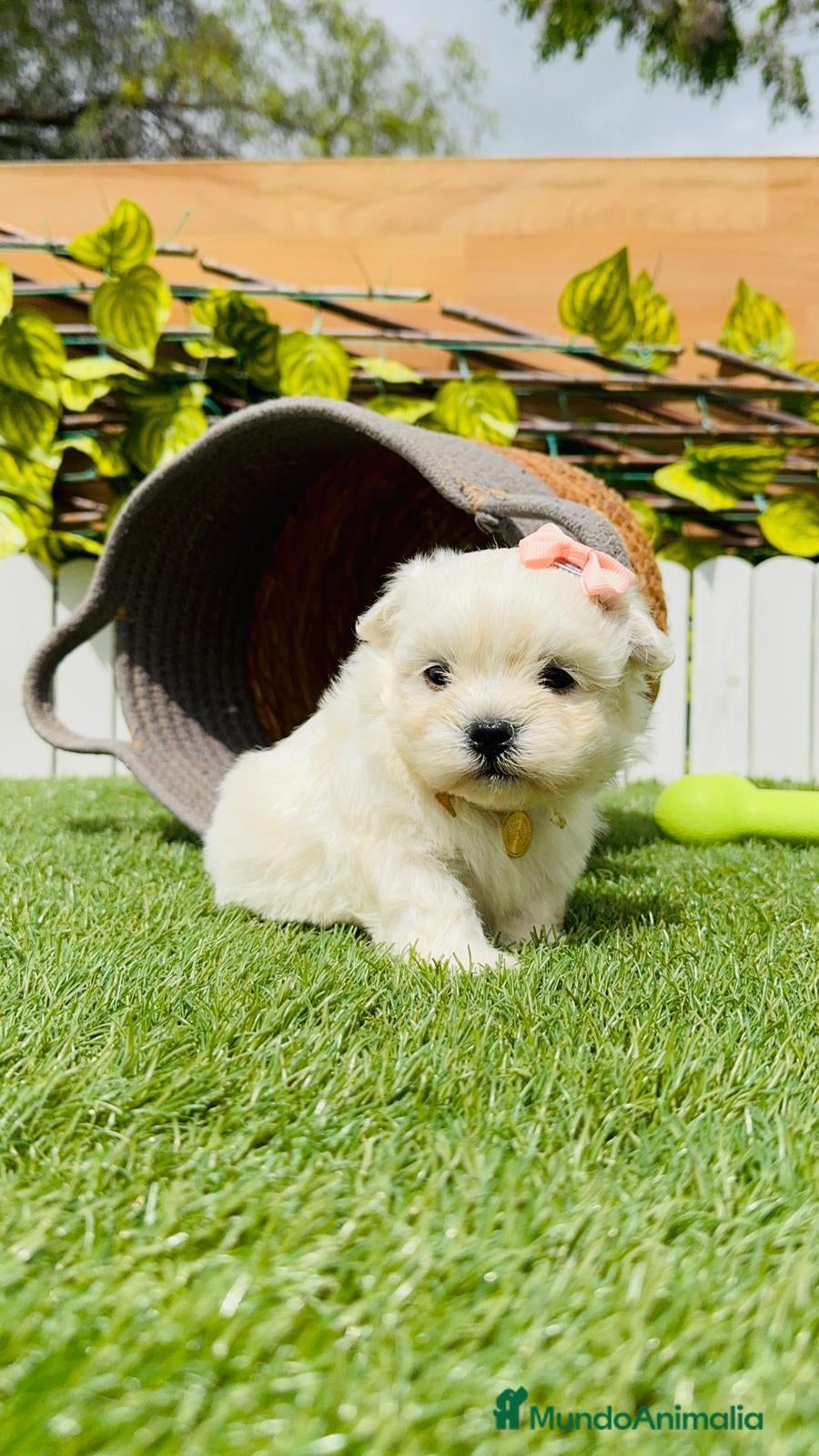 Bichón Maltés perros MUÑECA DE BICHÓN MALTÉS en Madrid - Anuncio 17