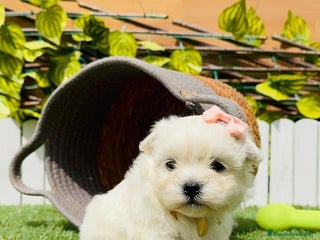 Bichón Maltés perros en Madrid - Anuncio 3