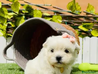 Bichón Maltés perros MUÑECA DE BICHÓN MALTÉS en Madrid - Anuncio 6