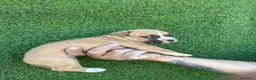 American Staffordshire-Terrier perros en venta: America Staffordshire terrier  - Anuncio 8