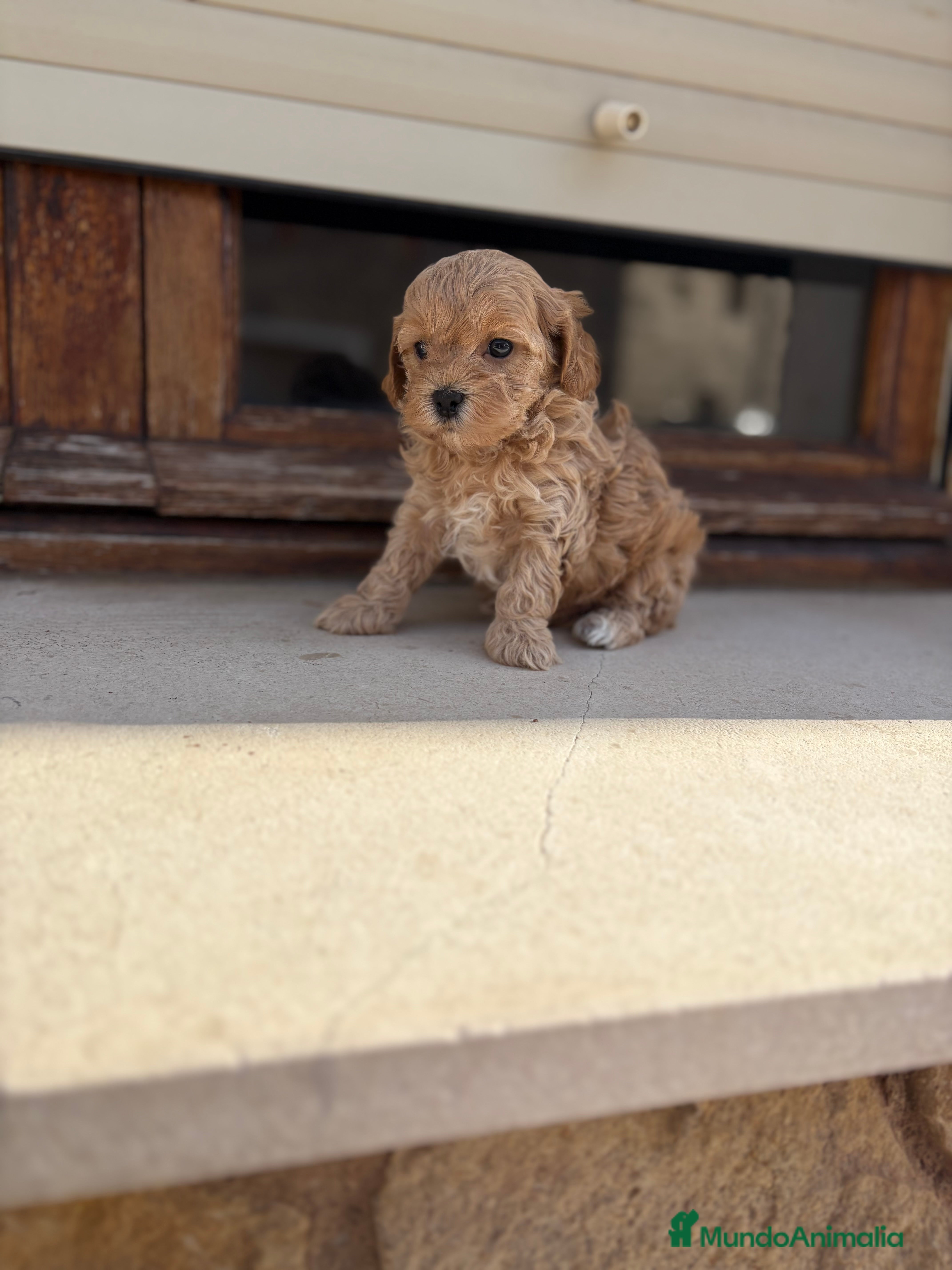 Maltipoo perros Maltipoo  - Anuncio 2