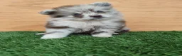 Spitz mediano - Mittelspitz perros en venta: Spitz mediano - Anuncio 3
