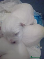 Bichón Maltés perros Machitos y hembra disponible - Anuncio 11