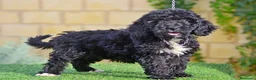 Perro de Agua Español perros en venta: Perro de agua , cachorros  - Anuncio 9