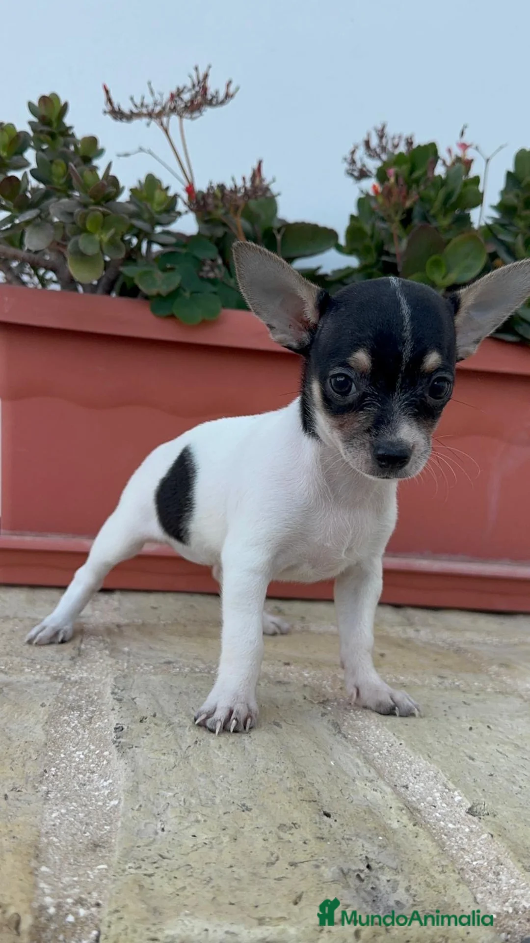 Chihuahua perros en venta: CHIHUAHUA HEMBRA – PEQUEÑITA Y MUY BONITA  - Anuncio 1