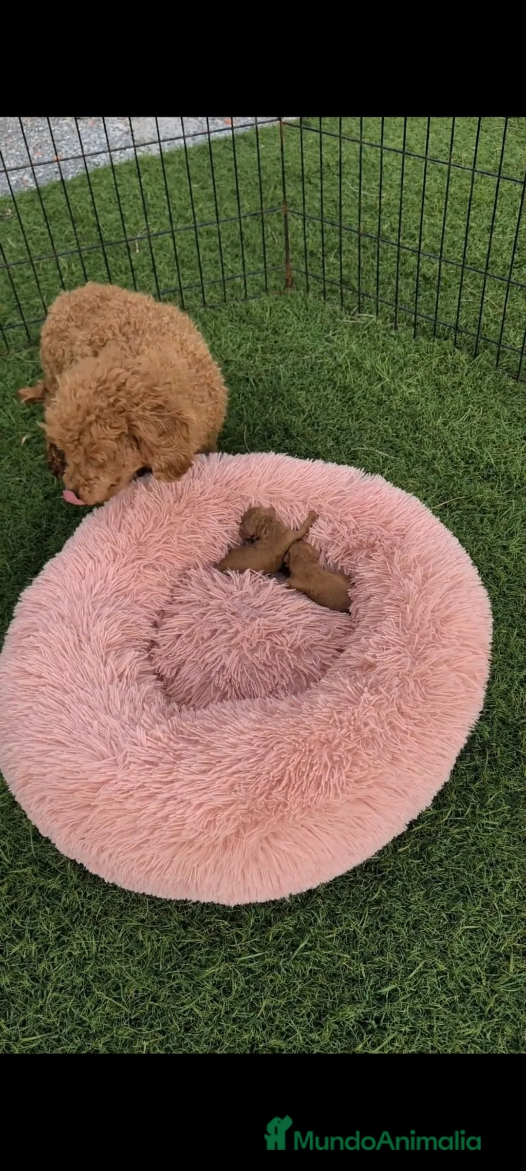 Caniche Toy perros en venta: Caniche toy rojo - Anuncio 2