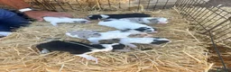 Border Collie perros en venta: Border Collie - Anuncio 3
