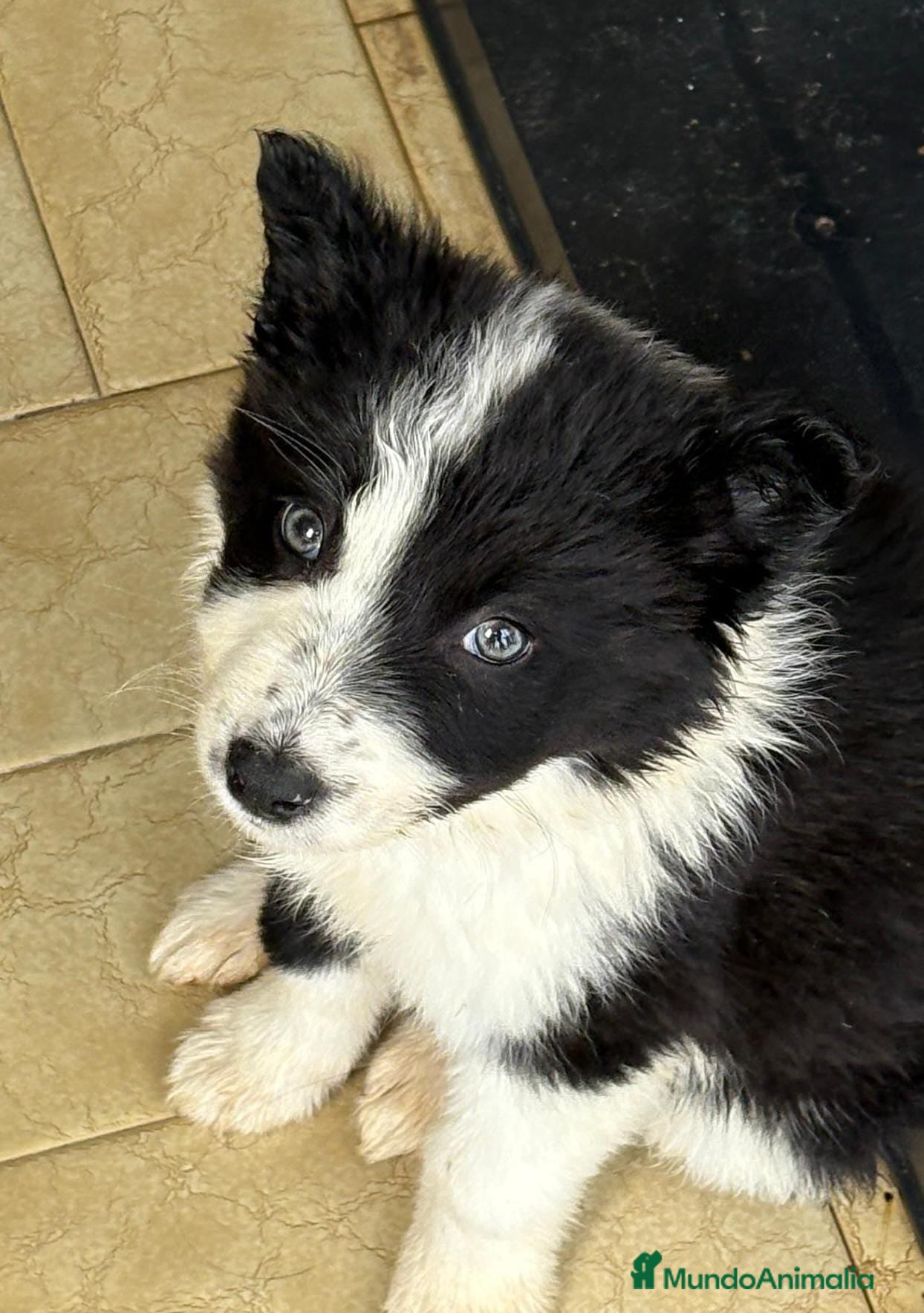 Border Collie perros Últimos cachorros de Boder collie!! - Anuncio 2