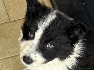 Border Collie perros Últimos cachorros de Boder collie!! - Anuncio 1