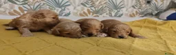 Caniche Toy perros en venta: Caniches PraoToro  en Zaragoza - Anuncio 6