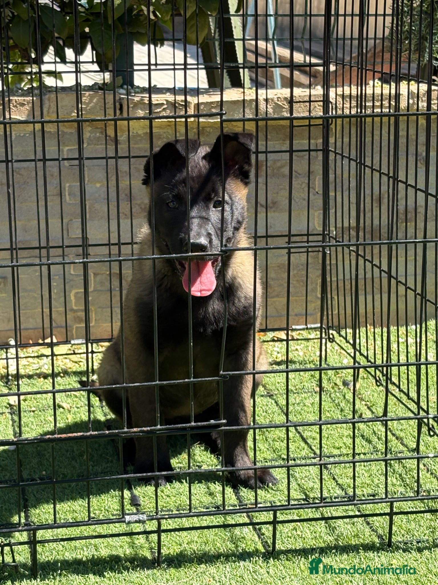 Pastor Belga Malinois perros Cachorras Malinois con pedigree  - Anuncio 2