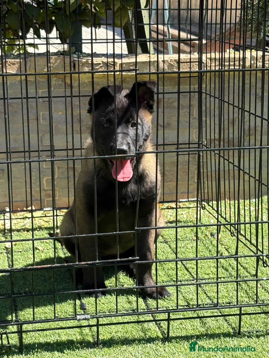 Pastor Belga Malinois perros en venta: Cachorras Malinois con pedigree  en Murcia - Anuncio 1