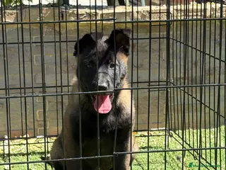 Pastor Belga Malinois perros Cachorras Malinois con pedigree - Anuncio 2