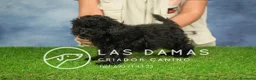 Caniche Enano perros en venta: Caniche Enano - Anuncio 3