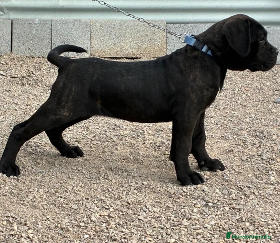 Cane Corso perros en venta: Cane corso  - Anuncio 2