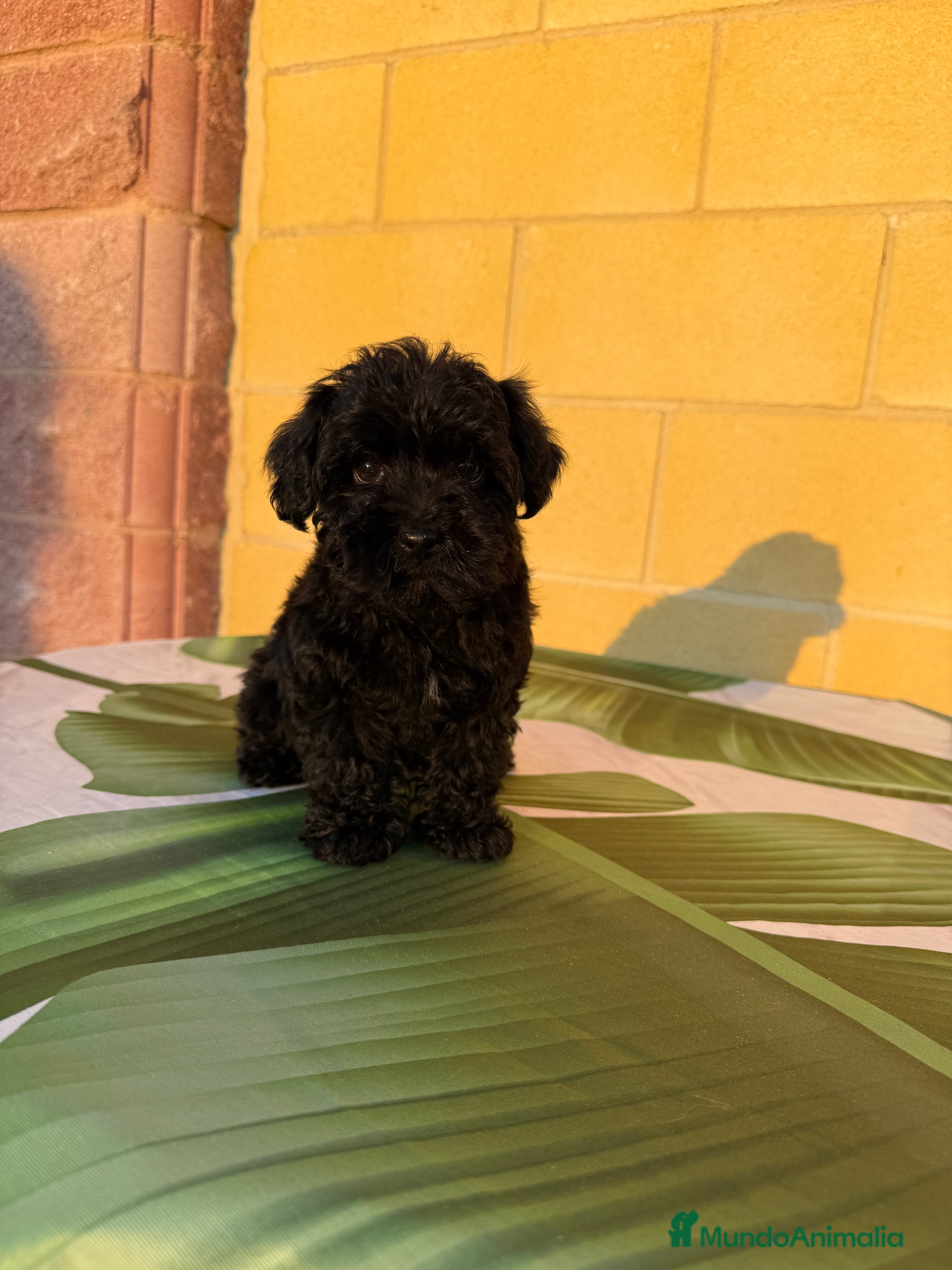 Raza Mixta perros Yorkipoo  - Anuncio 6