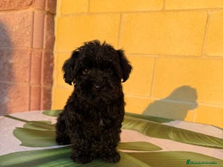 Raza Mixta perros Yorkipoo - Anuncio 6