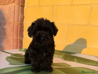Raza Mixta perros Yorkipoo - Anuncio 6