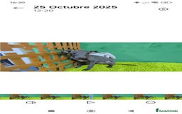 Pequeño Lebrel Italiano perros en venta: Pequeño lebrel italiano  - Imagen 7