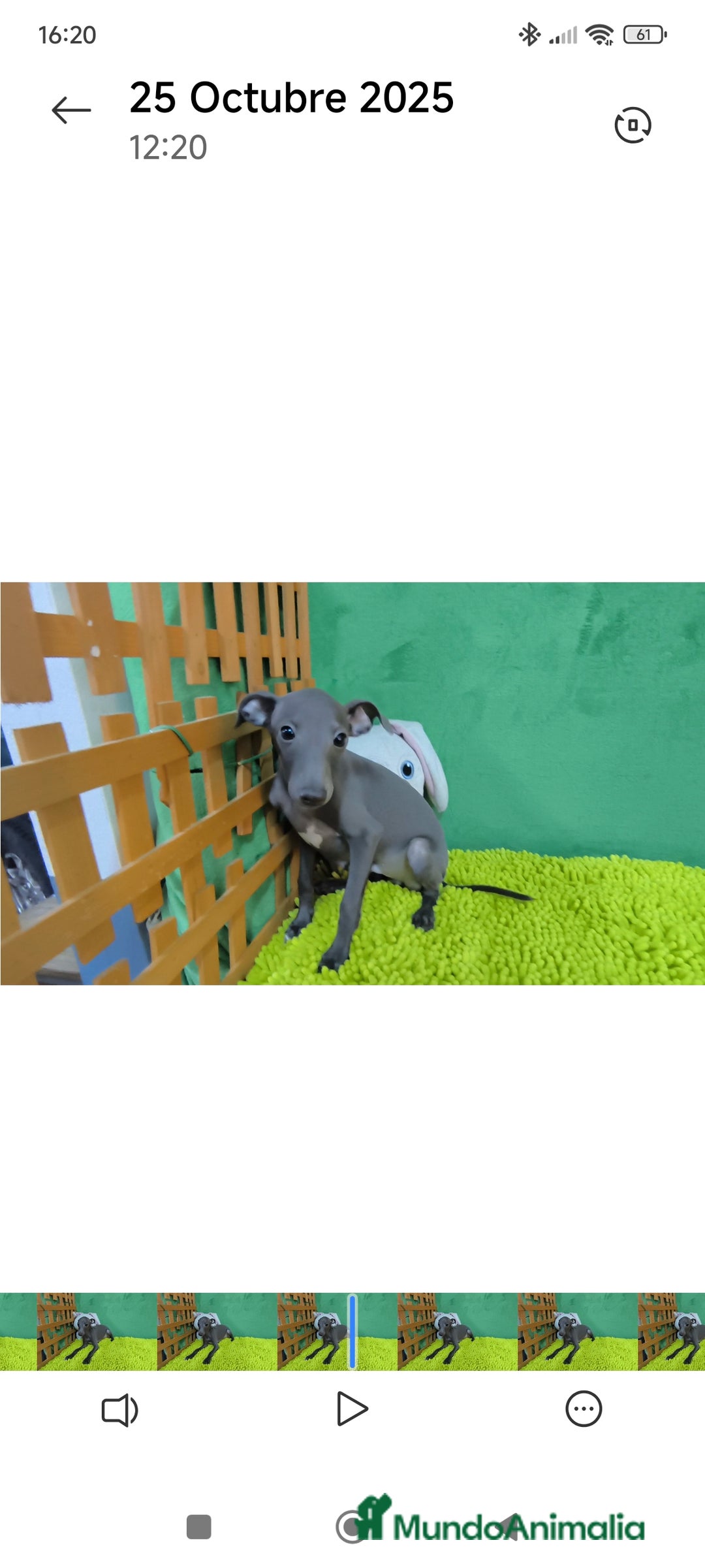 Pequeño Lebrel Italiano perros en venta: Pequeño lebrel italiano  - Imagen 7