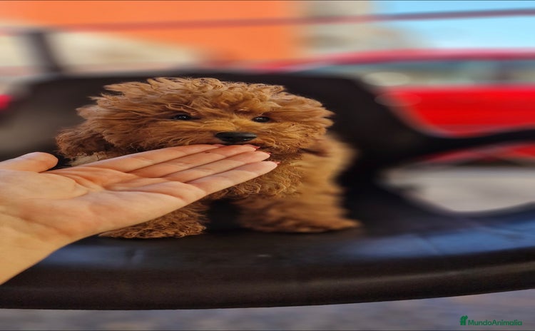 Caniche Toy perros - Propaganda 7