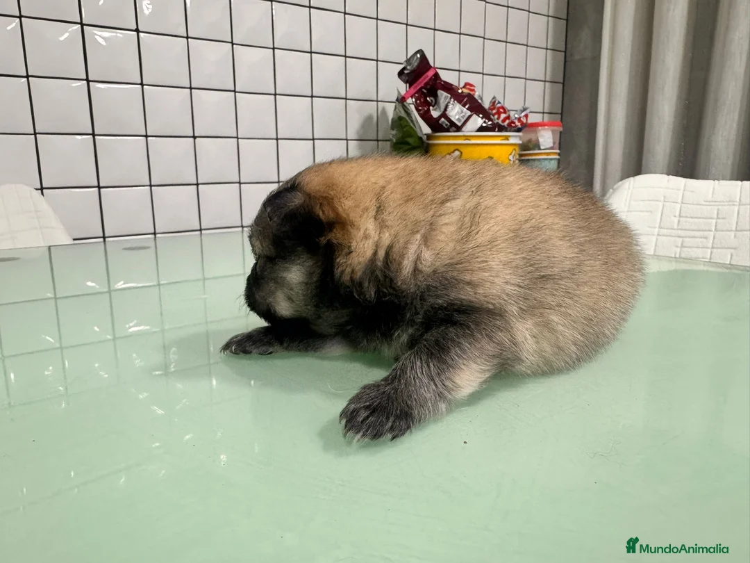 Pomerania perros en venta: Pomeranias toy desde 650€ varios colores  - Anuncio 31