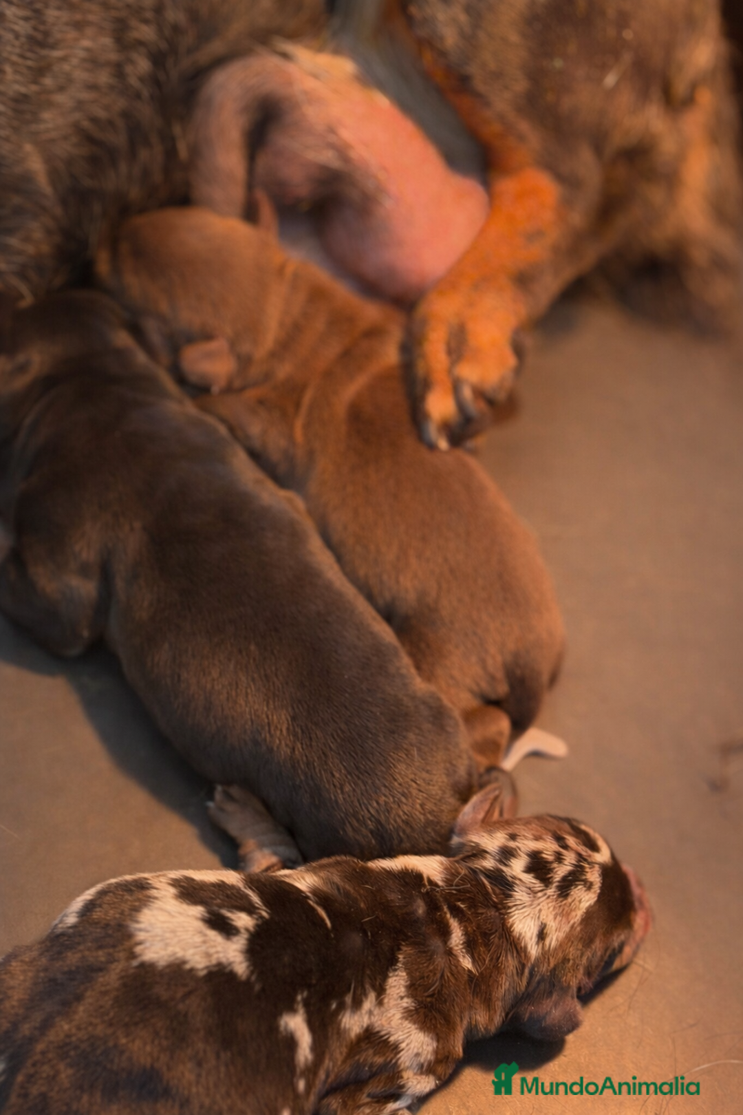 Teckel Miniatura perros en venta: Cachorros Teckel miniatura  - Anuncio 4