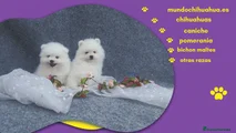 Pomerania Cachorro 8