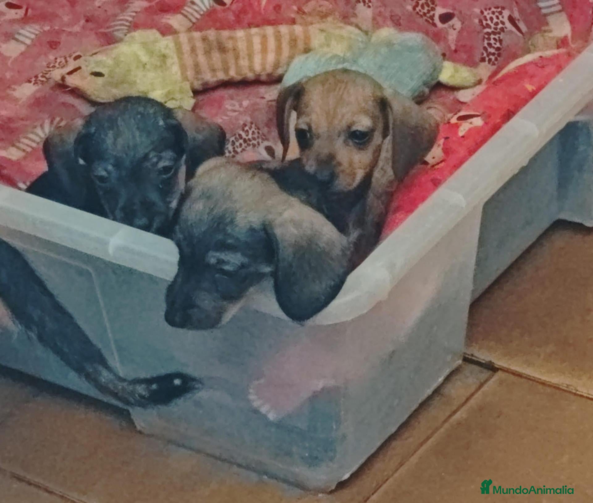 Teckel Miniatura perros Teckel mini - Anuncio 1
