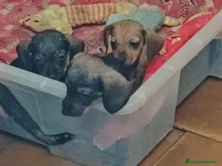 Teckel Miniatura perros Teckel mini - Anuncio 20