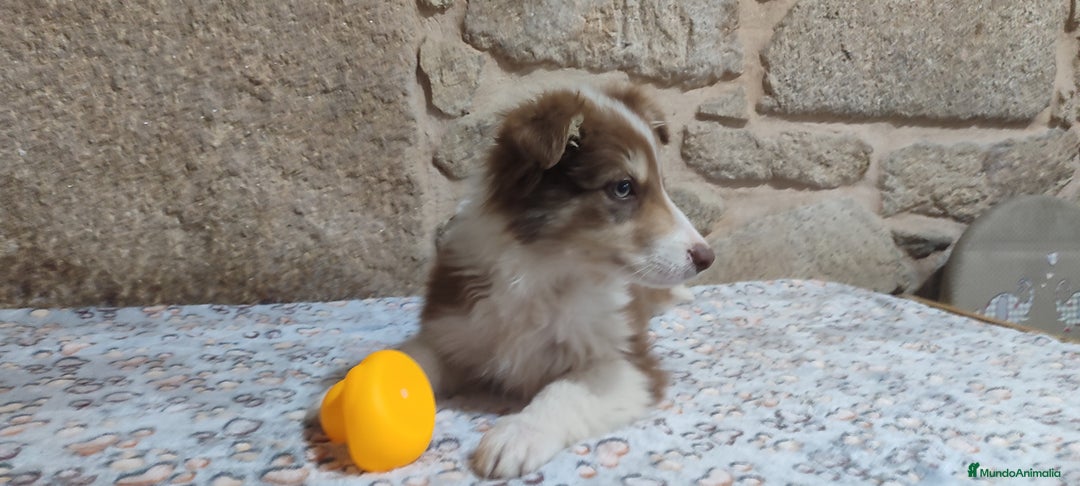 Border Collie perros en venta: Border collie macho - Anuncio 5