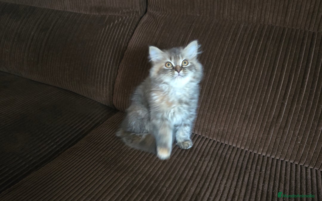 Persa gatos en venta: Gatcot.com - Imagen 4