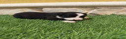 Border Collie perros en venta: Border Collie hembra   - Anuncio 8
