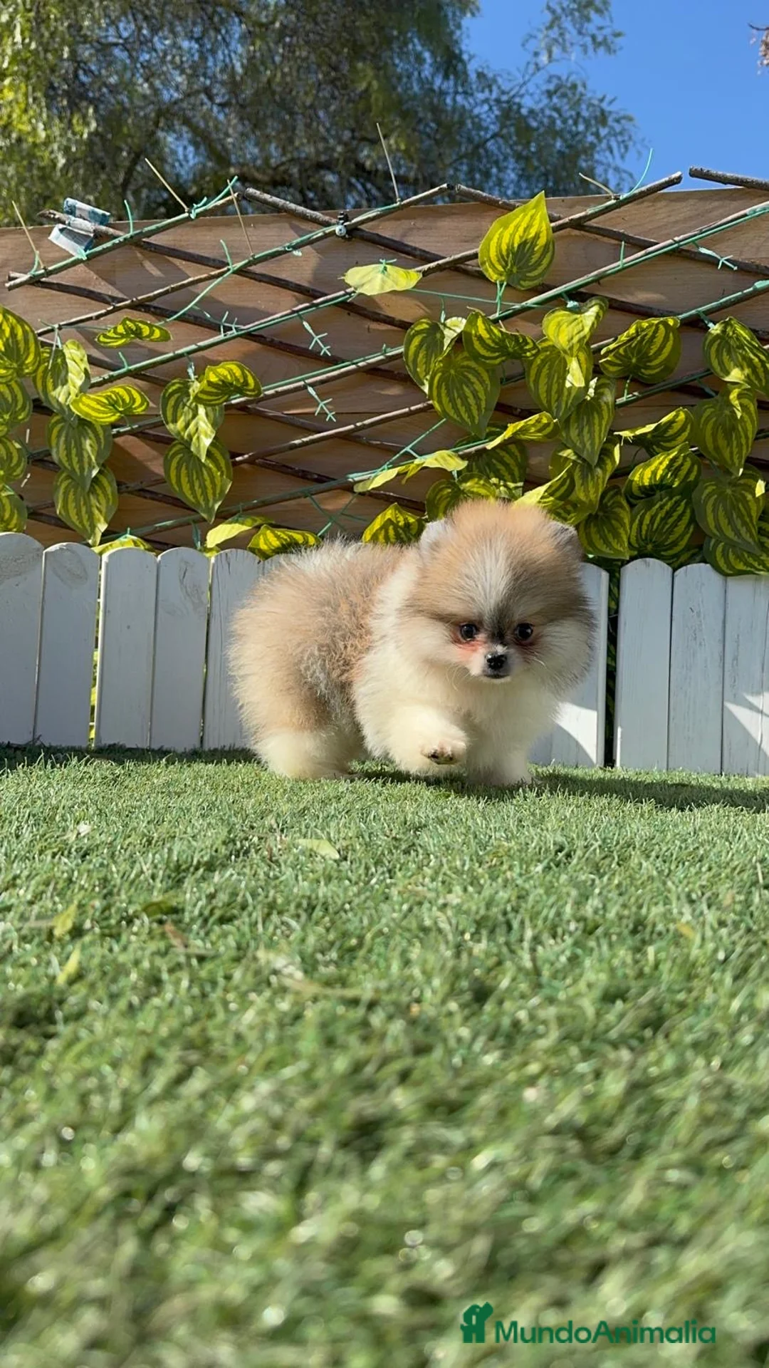 Pomerania perros en venta: POMERANIA HEMBRA - Anuncio 11