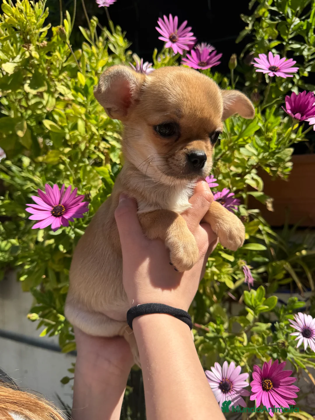 Chihuahua perros en venta: Hembrita chihuahua  - Anuncio 1