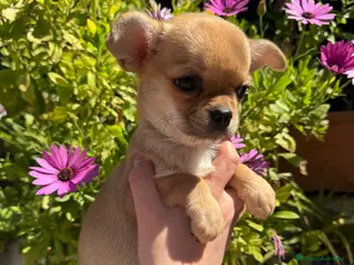 Chihuahua perros Hembrita chihuahua - Anuncio 1