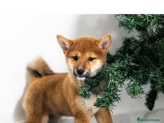Shiba Inu perros Cachorras de Shiba Inu - Anuncio 26