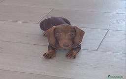 Teckel perros en venta: Cachorro teckel chocolate - Imagen 1